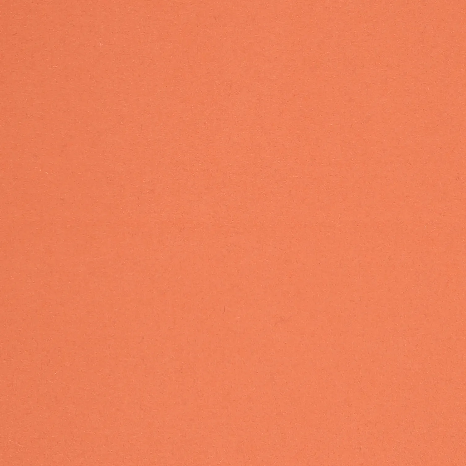 SALMON-4.webp